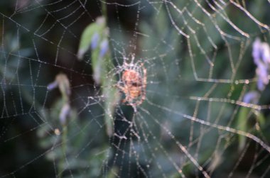 Yeşil orman arka plan üzerinde bir örümcek ile bir örümcek ağı