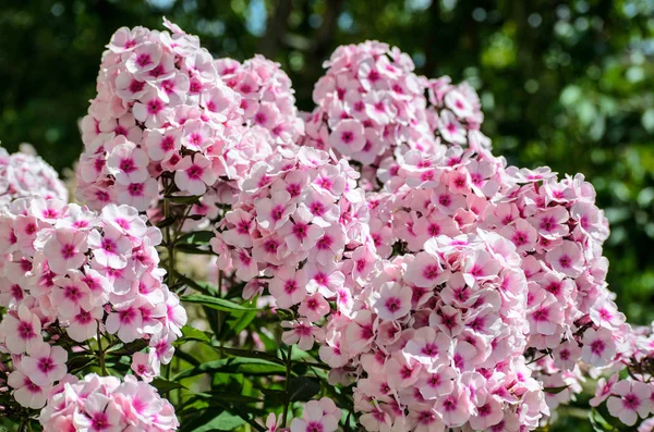 Květy růžových Phlox — Stock fotografie