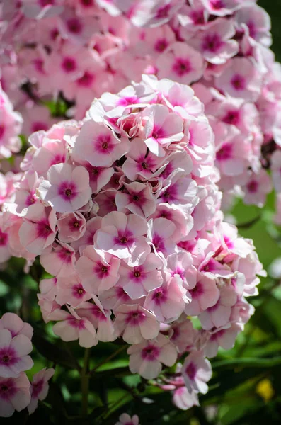 Blommande rosa Phlox blommor — Stockfoto