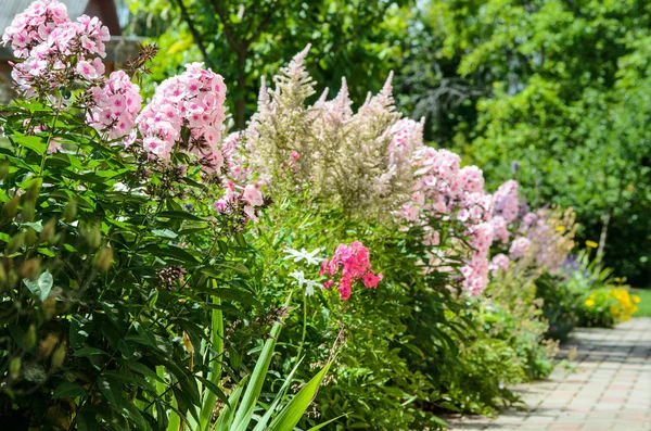 Flores de Phlox y astilbe en un jardín, Letonia — Foto de Stock