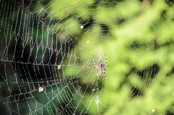 O pânză de păianjen cu un păianjen pe un fundal verde — Fotografie, imagine de stoc
