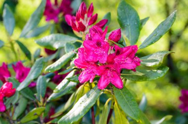 Red Rhododendron Nova Zembla