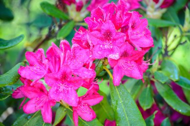 Red Rhododendron Nova Zembla