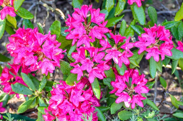 Red Rhododendron Nova Zembla 로열티 프리 스톡 사진