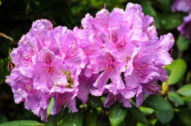 Çiçeklenme menekşe rhododendron (Spriditis türleri) 