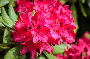 Red Rhododendron Nova Zembla