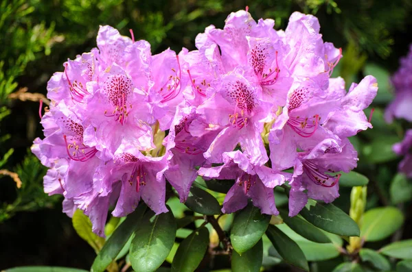 Kwitnący fiolet rododendron (gatunki spriditis) — Zdjęcie stockowe