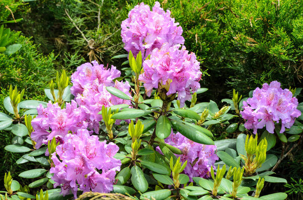 Blooming violet  rhododendron (Spriditis species) 