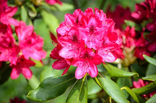 Red Rhododendron Nova Zembla — Stockfoto