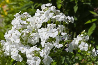 Beyaz phlox çiçek