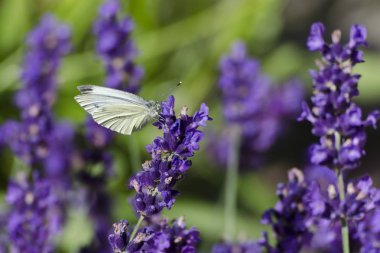 Lavandula çiçekleri (lavanta) beyaz bir kelebek ile