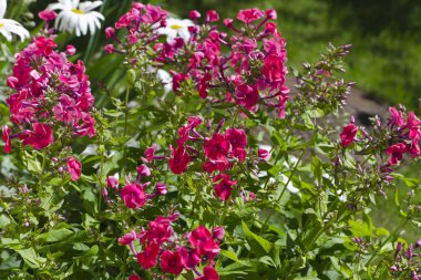 kırmızı phlox bir çiçek