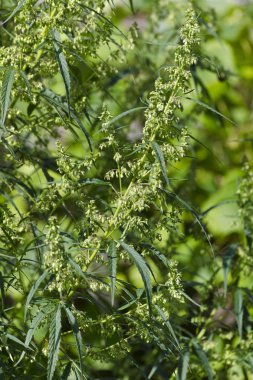 Letonya'da esrar planları büyüyor 