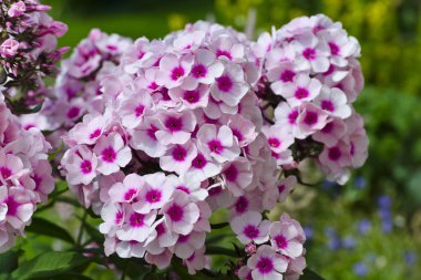 phlox Pembe çiçek