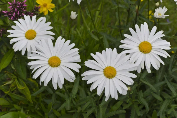 Fiori di camomilla — Foto Stock