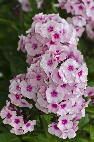 Rosa Phlox-Blüte — Stockfoto