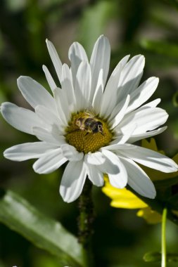 Bir sinek ile papatya çiçek