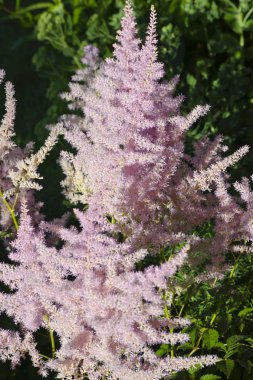 Pembe Astilbe Çiçeği