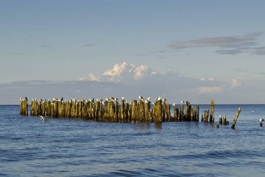Riga körfezinde eski dalgakıran manzarası, Jurmala , letonya 