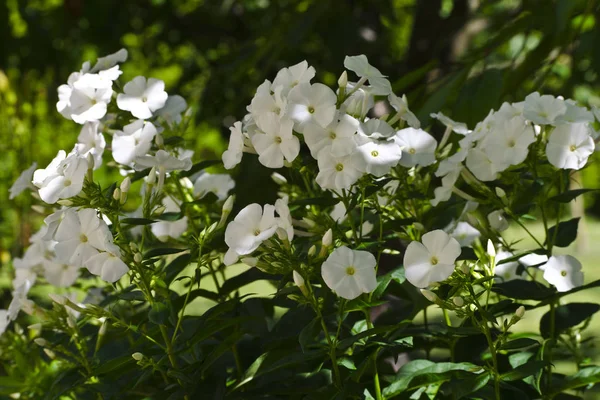 Flores de flox blancas —  Fotos de Stock