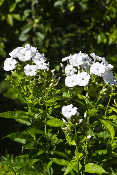 Квіти білі phlox — стокове фото