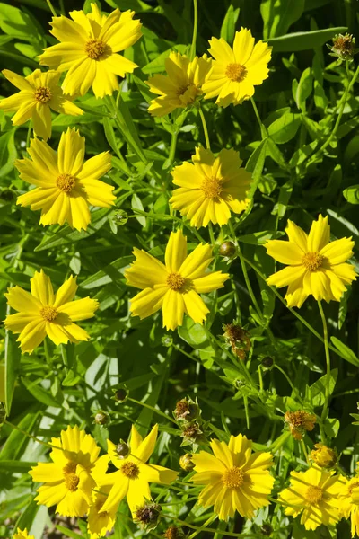 Fiori di Cota tinctoria (marguerite dorata, camomilla gialla , — Foto Stock