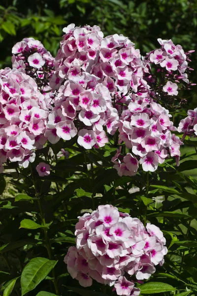 Rosa Phlox-Blüte — Stockfoto