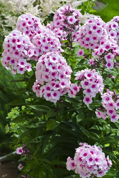 Pink Phlox Flower — Stock Photo, Image