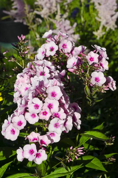 Pink Phlox Flower — Stock Photo, Image