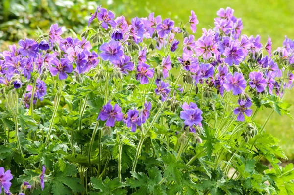 Blå Geranium i en trädgård, Lettland — Stockfoto