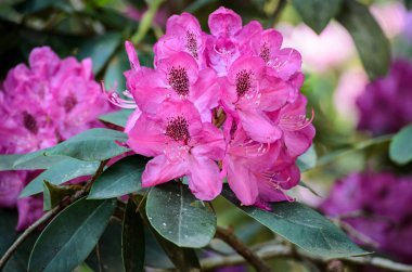 Bir bahçede Blooming Pink Rhododendron, Letonya