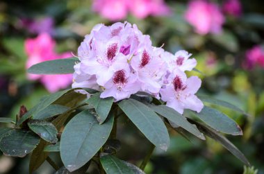 Blooming White Rhododendron (Gudrun türleri) Babites botanik bahçesinde, Letonya