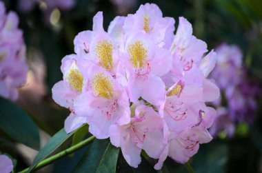 Babites bota'da Çiçek açan Beyaz Rhododendron (Alma mater türleri)