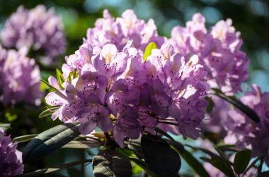 Bir bahçede Blooming Pink Rhododendron, Letonya