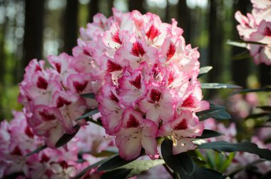 Blooming Pink Rhododendron (Hachmann'ın Charmant türü) Babi içinde