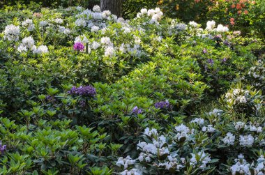 Bir bahçede Blooming Pink Rhododendron, Letonya