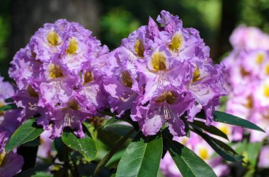 Blooming Pembe Rhododendron (Imants türleri) Babites botanik