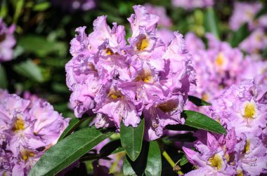 Blooming Pembe Rhododendron (Imants türleri) Babites botanik