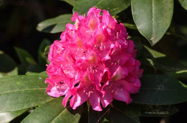 Bir bahçede Blooming Pink Rhododendron, Letonya