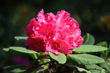 Bir bahçede Blooming Pink Rhododendron, Letonya