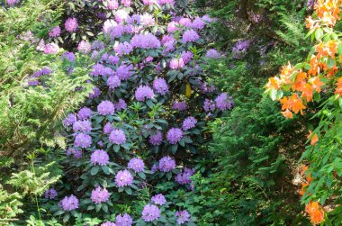 Blooming Pembe Rhododendron (fastuosum flore pleno türleri) Ba