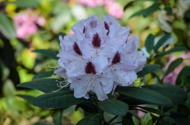 Babites botanica Beyaz Rhododendron (Gudrun türleri) Blooming