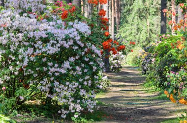 Bir bahçede Blooming Beyaz Rhododendron, Letonya
