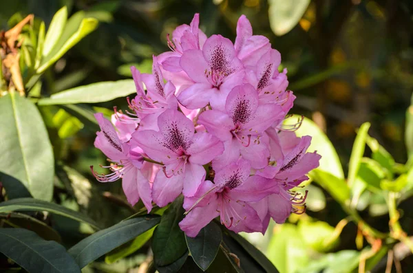 Kwitnący róż rododendron (doktor Barbarikin gatunki) w Babite — Zdjęcie stockowe