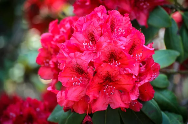 Rododendro-de-rosa-flor (espécie Erato) em Babites botânico — Fotografia de Stock