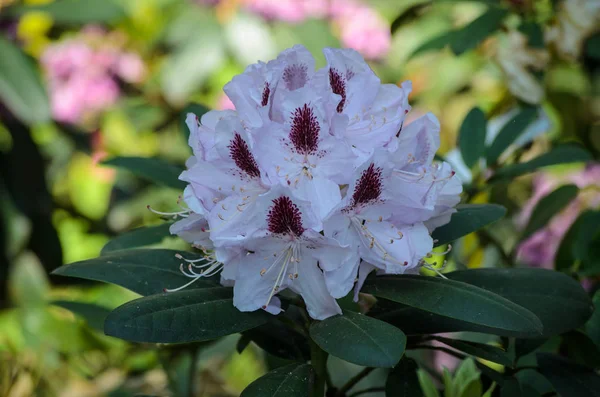 Kwitnące białe rododendron (gatunki Gudrun) w Babites Botanica — Zdjęcie stockowe