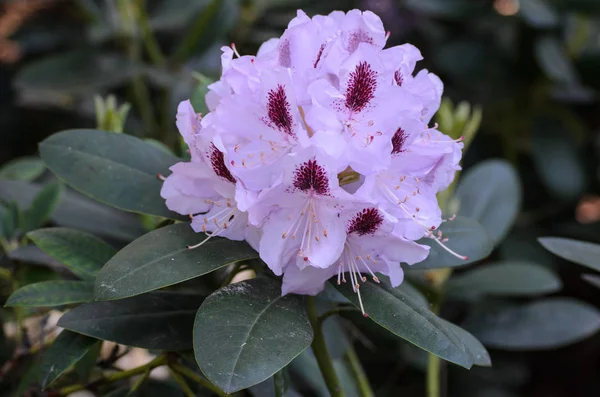 Blooming White Rhododendron (Gudrun species) in Babites botanica — Stock Photo, Image