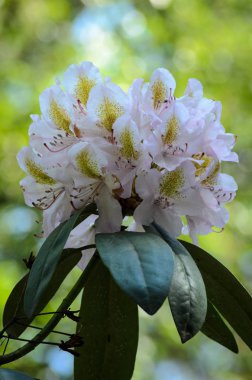 Babites bota'da Çiçek açan Beyaz Rhododendron (Alma mater türleri)