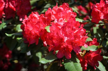 Blooming Red Rhododendron bir bahçede, Letonya