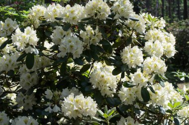 Bir bahçede Blooming Beyaz Rhododendron, Letonya